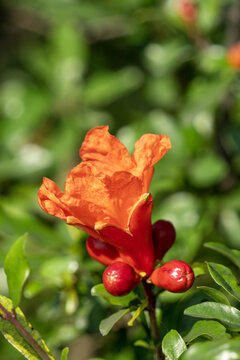 石榴树石榴花