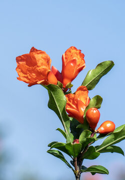 石榴树石榴花