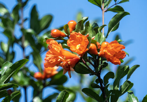 石榴树石榴花