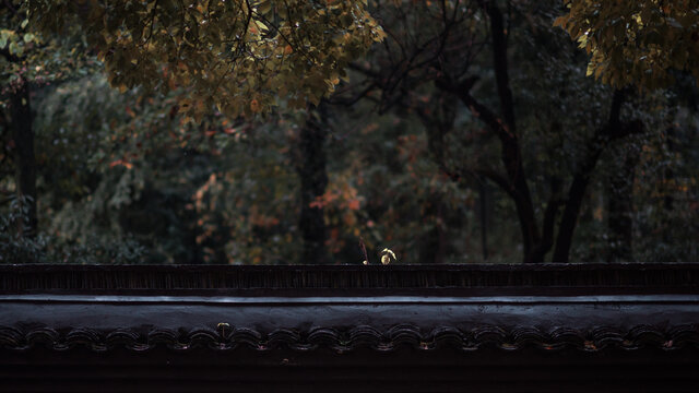 杭州三天竺法净寺秋天屋檐