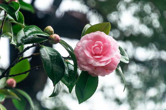 花园里盛开的粉色山茶花