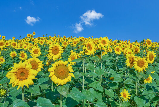 向日葵花田