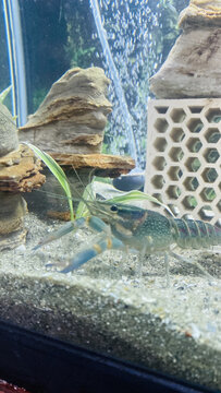 观赏蓝龙虾养殖