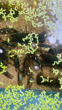 清水养殖澳洲蓝龙虾