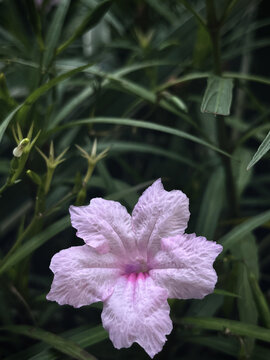 蓝花草