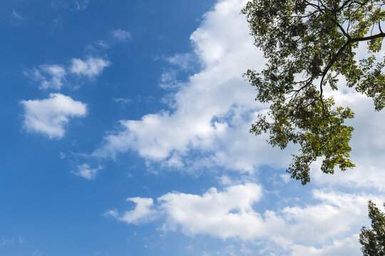 树枝与天空