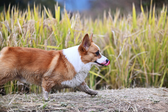 柯基犬