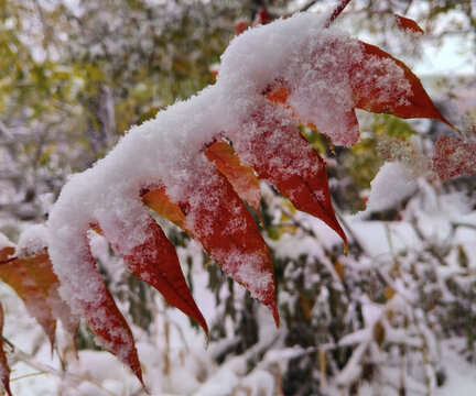 雪中的红叶