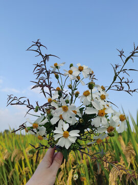 野菊花