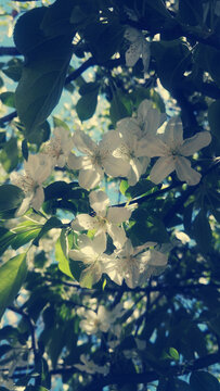 苹果花