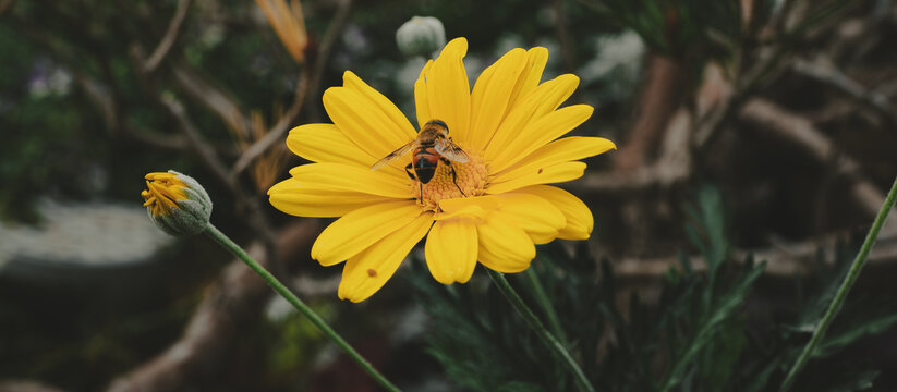 黄色菊花上的蜜蜂
