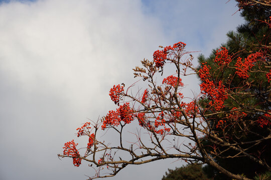 花楸