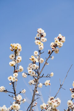 蓝色天空下的白色梅花