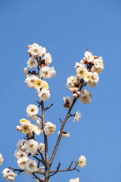 蓝色天空下的白色梅花
