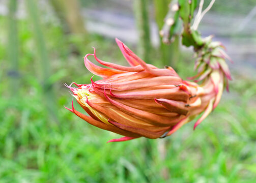 火龙果开花