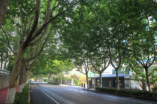 城市道路绿化景观