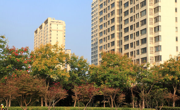 城市道路绿化景观