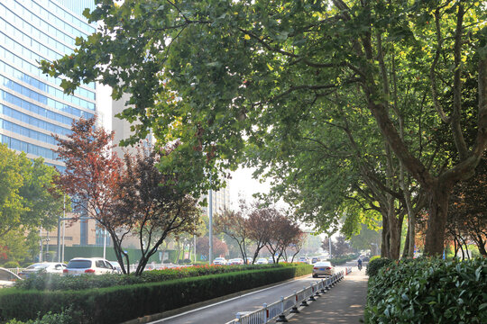 城市道路绿化景观