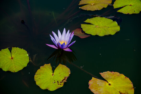 蓝莲花