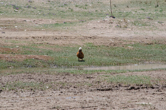 青海湖湿地野生动物鸟类