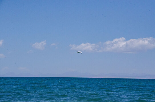 青海湖海天一色湖水海鸥