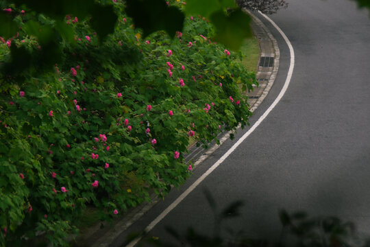 路旁的花丛