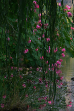 垂柳与芙蓉花