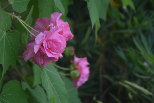 芙蓉花