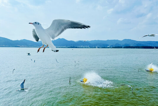 水鸟