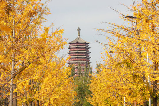 金秋秋天银杏金黄风景