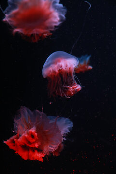 海洋馆水族海底世界水母