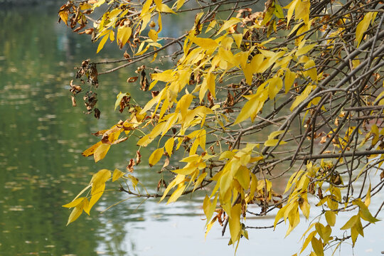 秋季树木枝叶飘拂在湖面