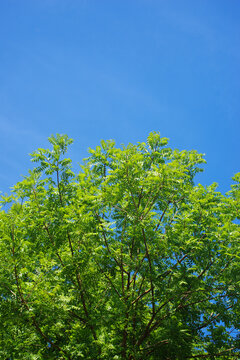 天空绿枝