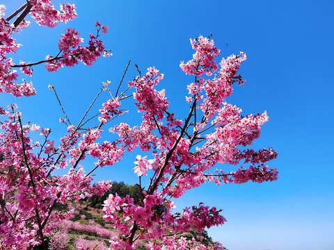 春日樱花