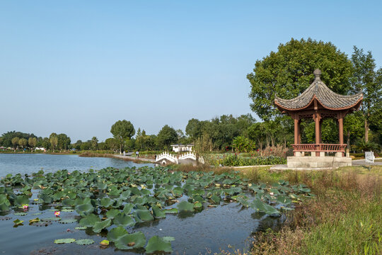 大足龙水湖湿地公园荷花池和凉亭