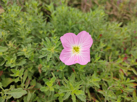 粉花月见草