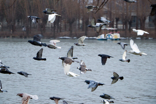 湖上群鸽