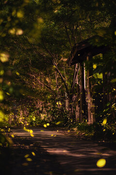 杭州夏天夜晚的萤火虫
