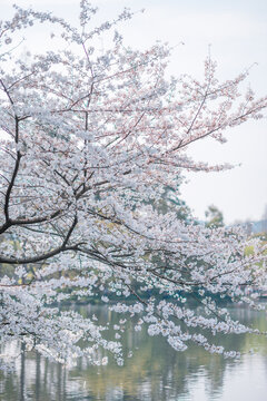 春天阳光下蓝天中的樱花特写