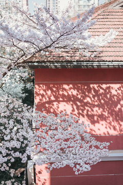 杭州高级中学红墙背景的樱花