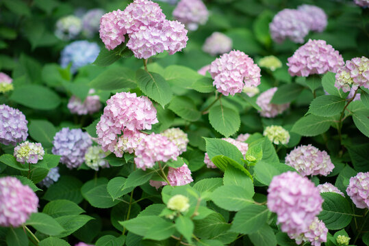 杭州城东公园的紫绣球花特写