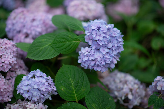 杭州临平公园紫色绣球花特写