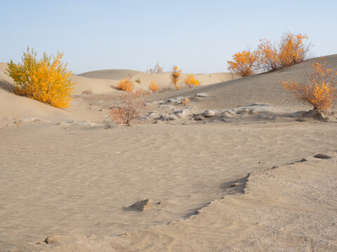 新疆塔克拉玛干沙漠胡杨林线条