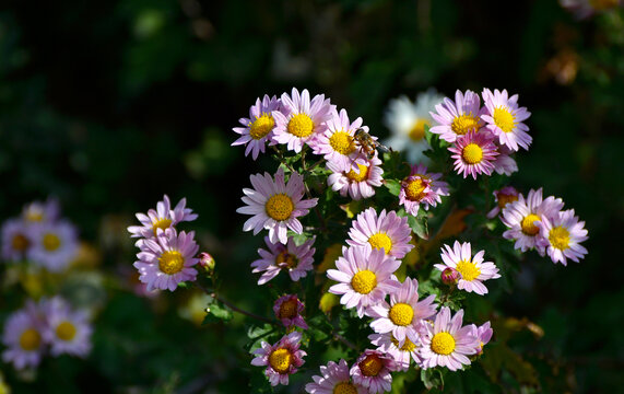 粉色菊花