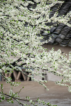 李子花