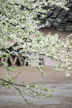 李子花