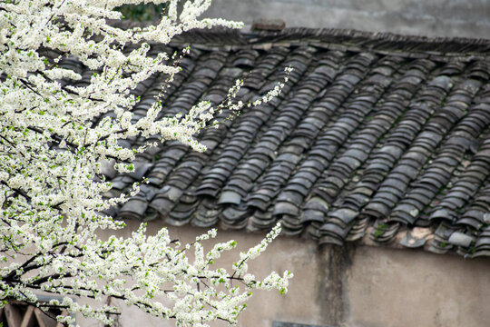 屋檐上的李花