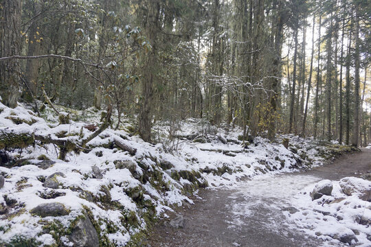 阿坝毕棚沟原始森林积雪