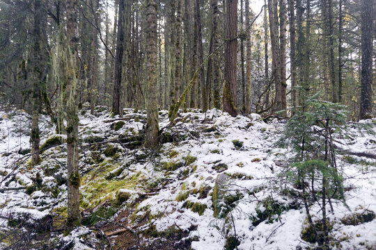 雪后毕棚沟燕子岩窝原始森林