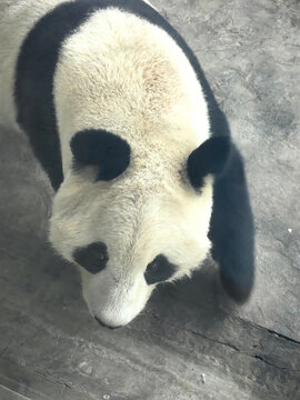 石家庄动物园大熊猫梦梦
